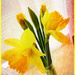 Just a bunch of daffodils  by beryl