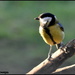 Another great tit another day by rosiekind