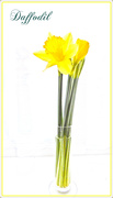 9th Jan 2019 - Daffodil 