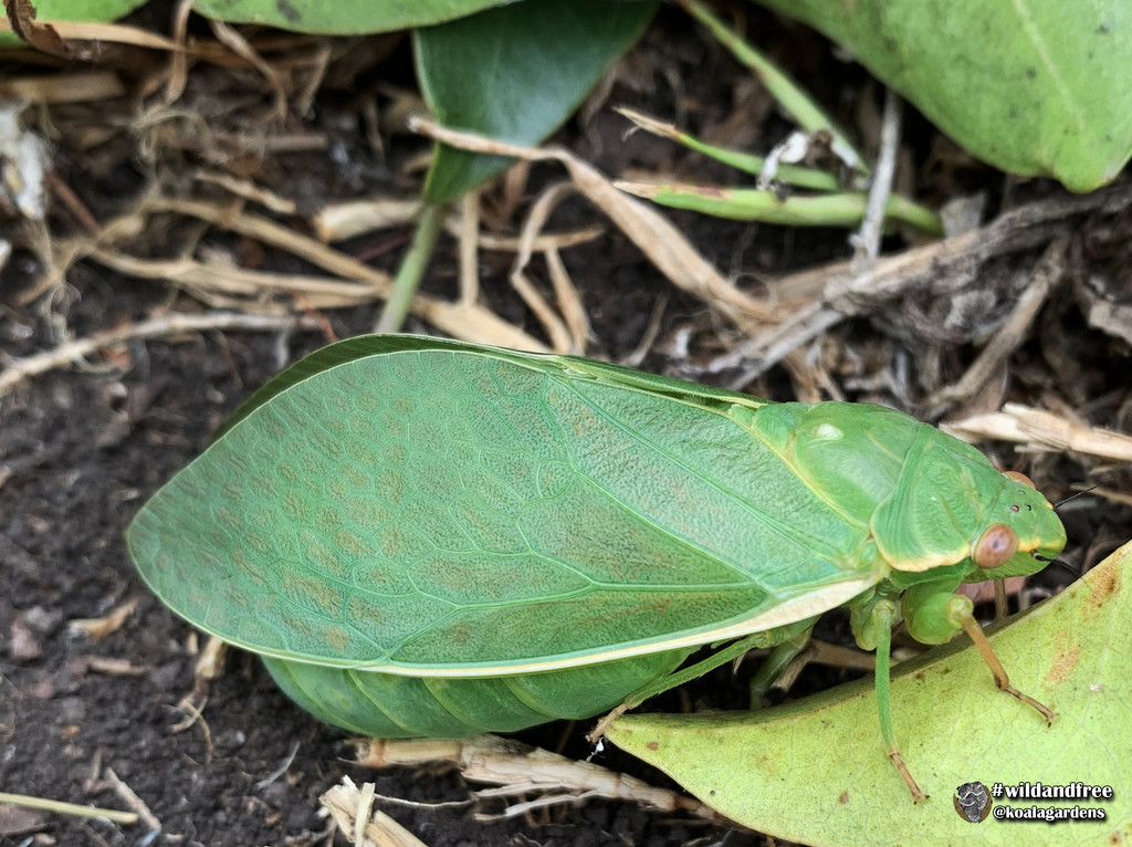 Bladder cicada by koalagardens