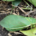 Bladder cicada by koalagardens