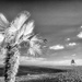 Palm Edged Beach by fbailey