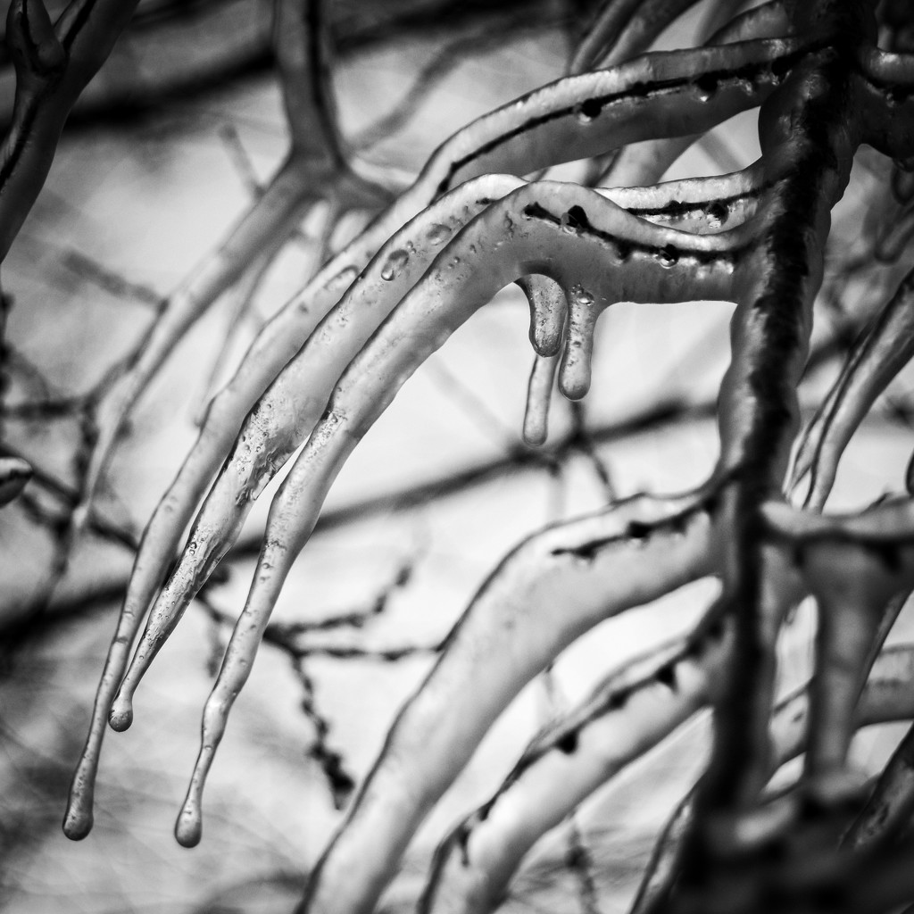 Icy branch by jeffjones