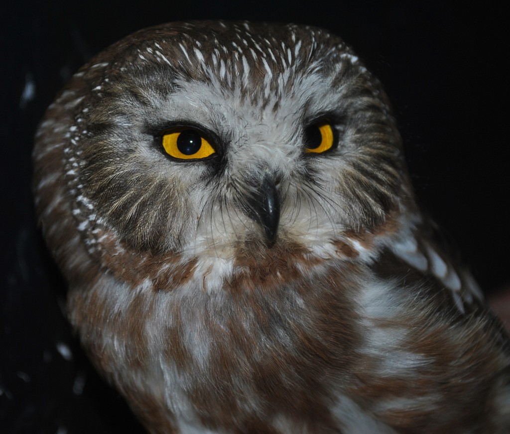 Day 8: Saw-whet Owl by jeanniec57