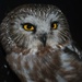 Day 8: Saw-whet Owl by jeanniec57