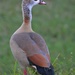 Egyptian Goose by chejja
