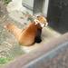 Red Panda Sitting at DC Zoo by sfeldphotos