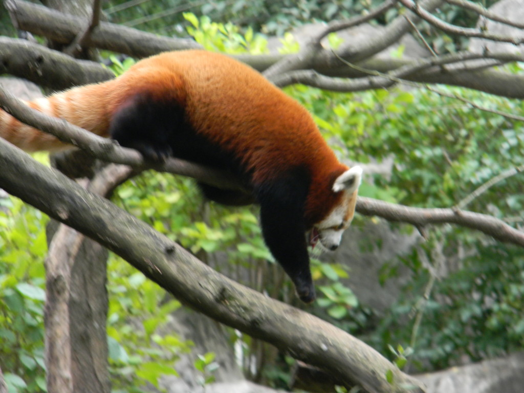 Red Panda on Tree Branch at DC Zoo by sfeldphotos