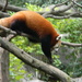 Red Panda on Tree Branch at DC Zoo by sfeldphotos