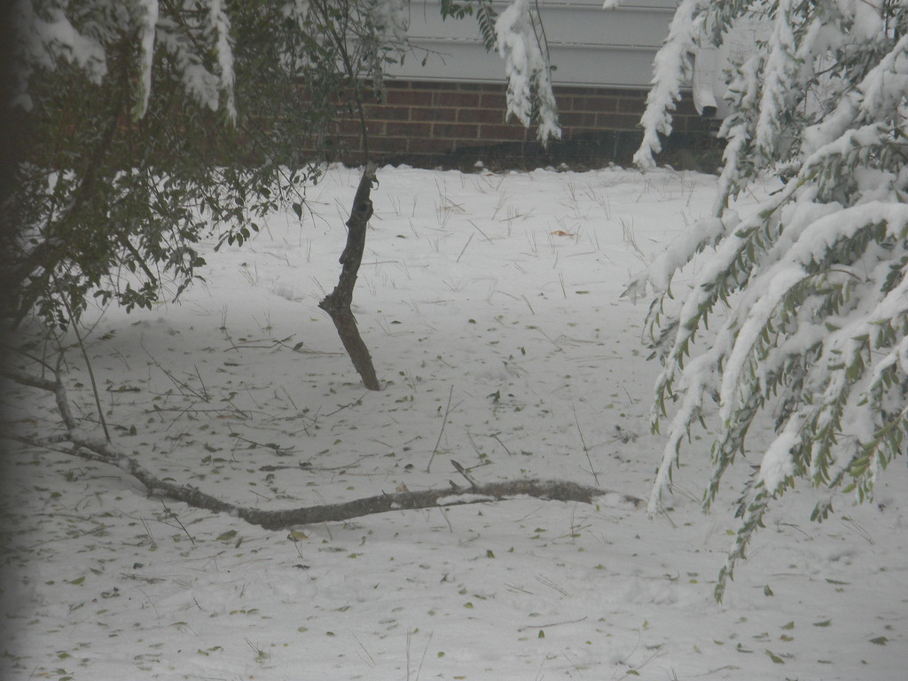 Two Branches Down in Backyard by sfeldphotos