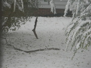 9th Dec 2018 - Two Branches Down in Backyard