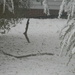 Two Branches Down in Backyard by sfeldphotos