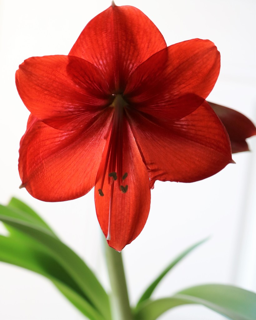January 6: Amaryllis by daisymiller