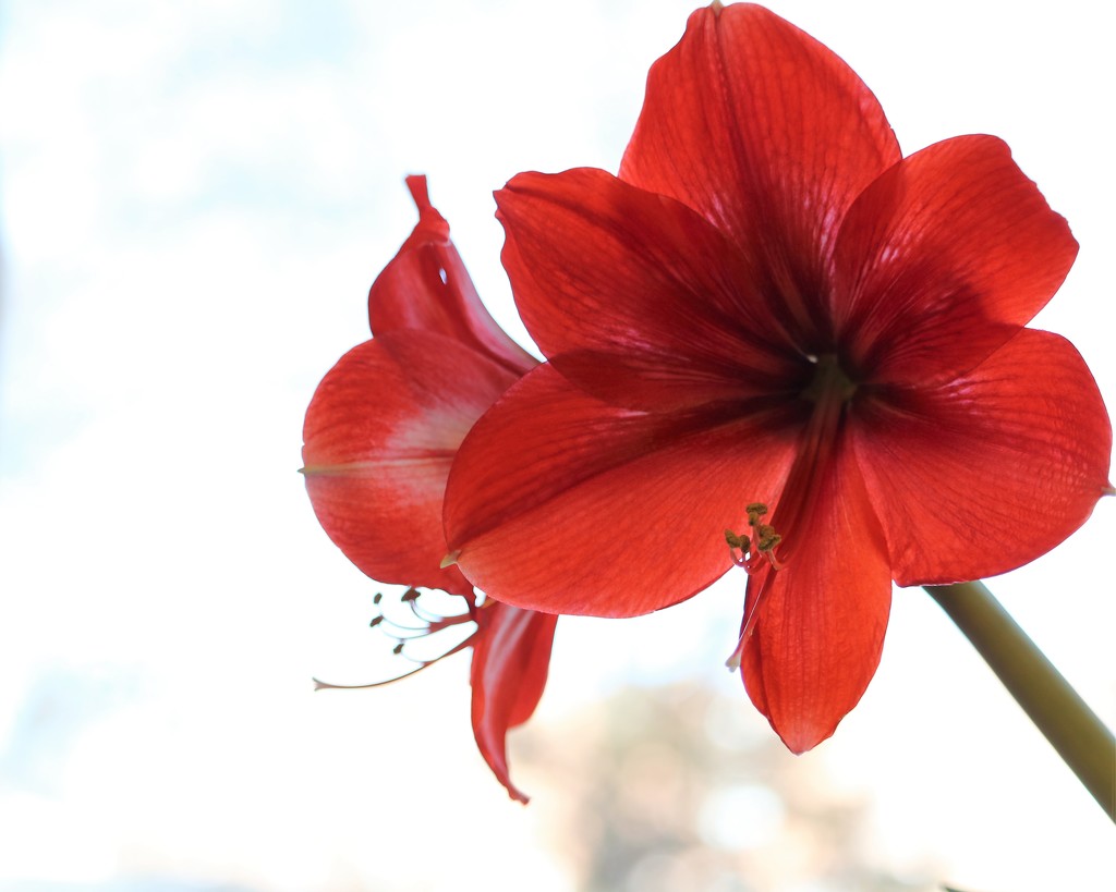 January 8: Amaryllis by daisymiller