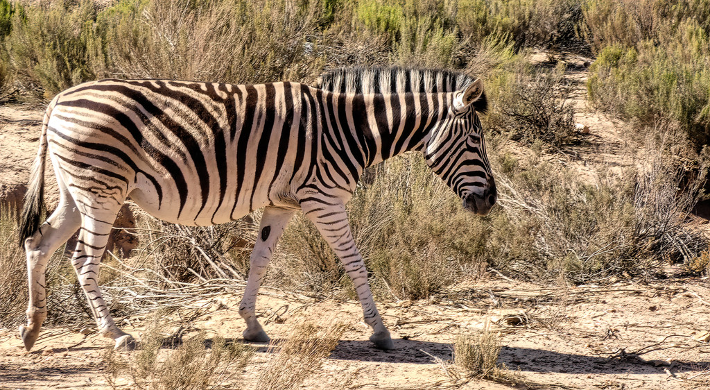 One of a herd of Zebra by ludwigsdiana