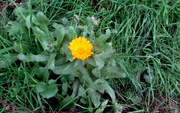 9th Jan 2019 - January and calendulas in flower!