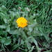 January and calendulas in flower! by g3xbm