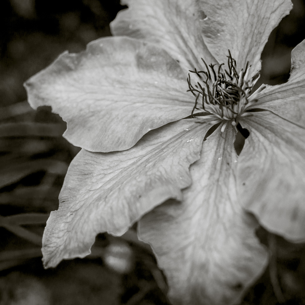 9th Clematis  by newbank