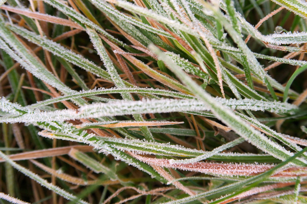 Frosted Grass by davemockford