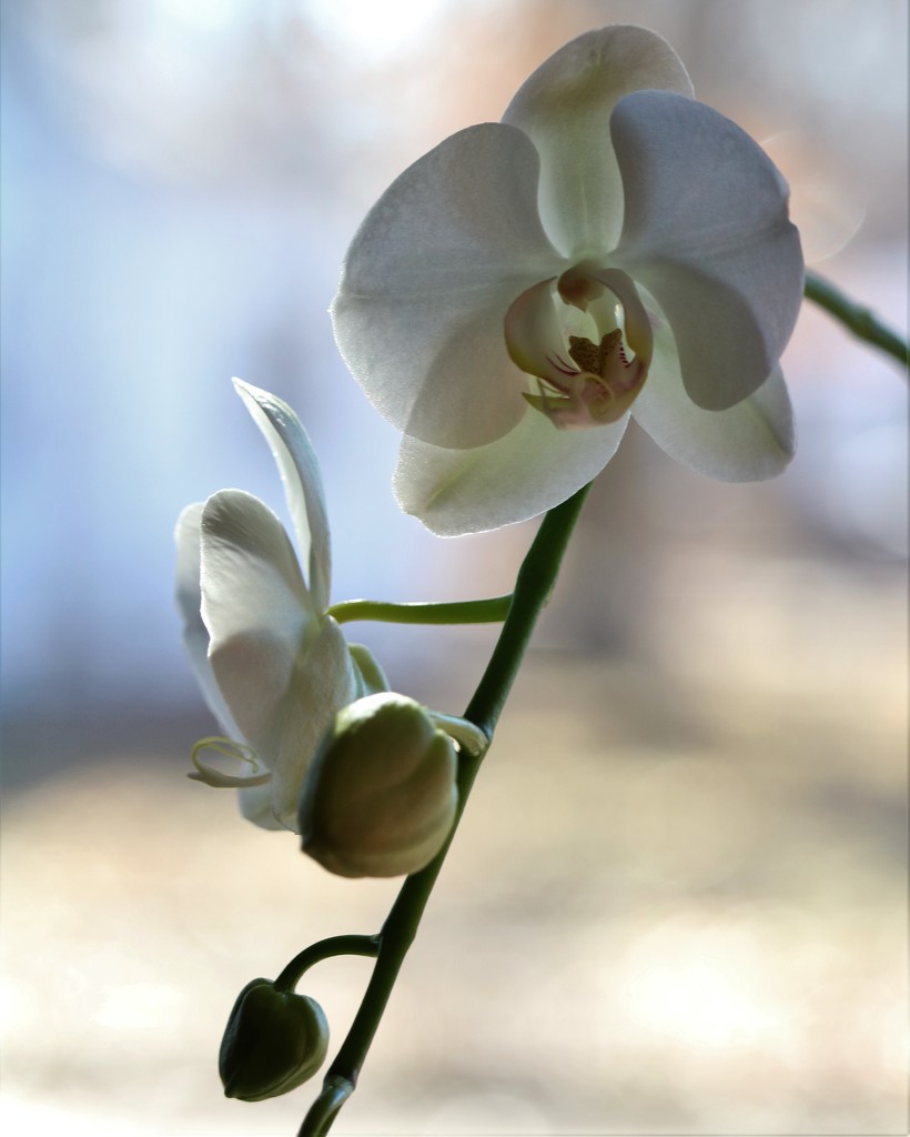 January 9: Orchid by daisymiller