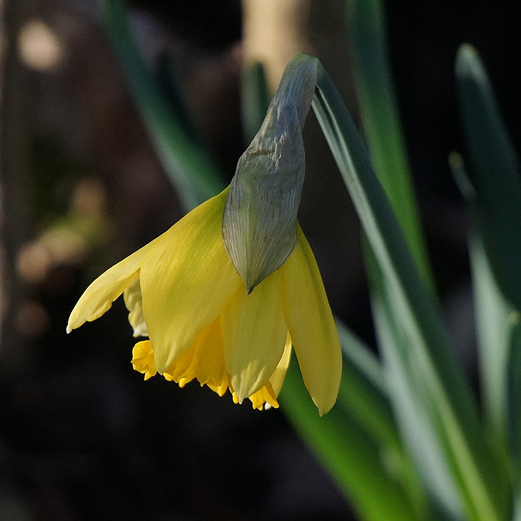 first daffodil in our garden by quietpurplehaze