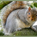 A Very Friendly Squirrel by carolmw