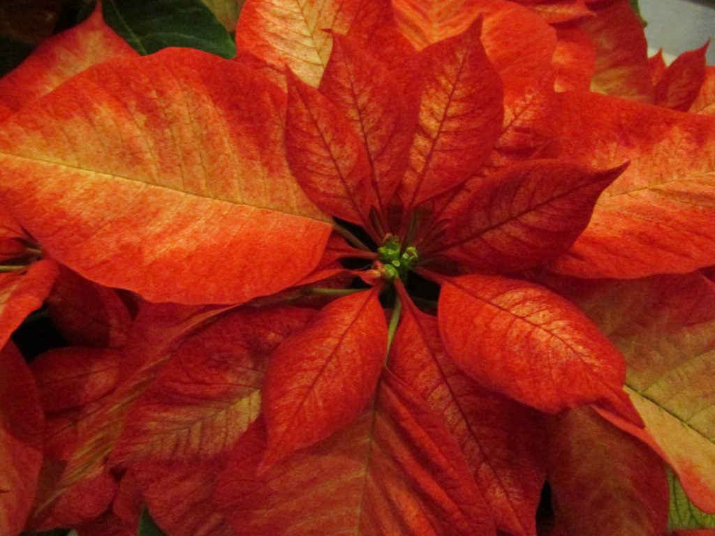 Poinsettia by mittens