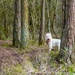 George in the woods by pamknowler