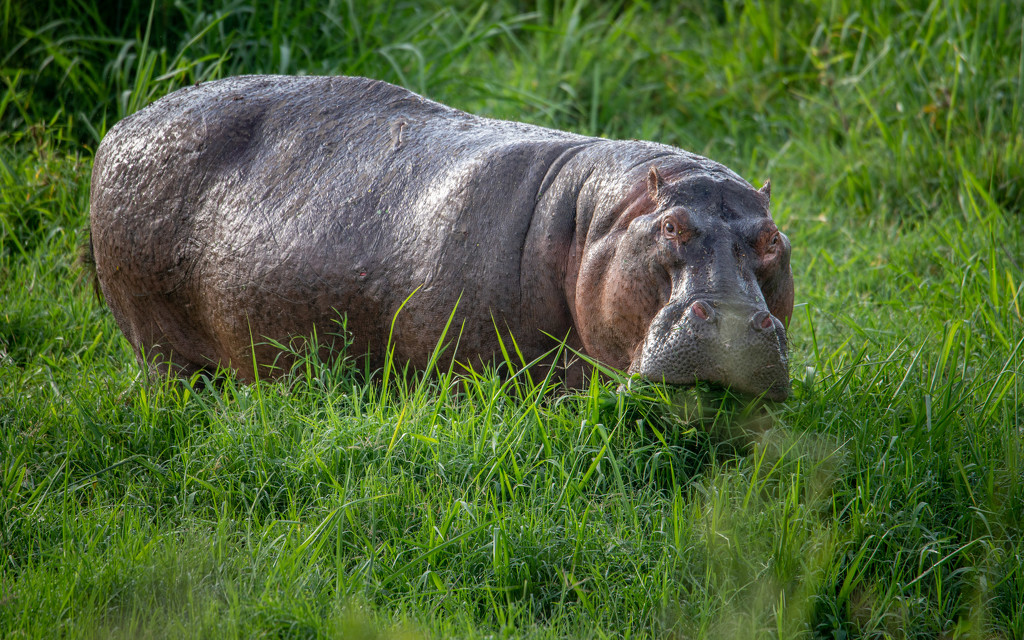 Hippo Heads to the Pool after a Night of Feasting on Grass by taffy
