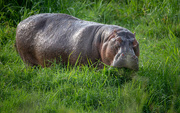7th Jan 2019 - Hippo Heads to the Pool after a Night of Feasting on Grass