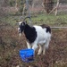 A goat by mattjcuk