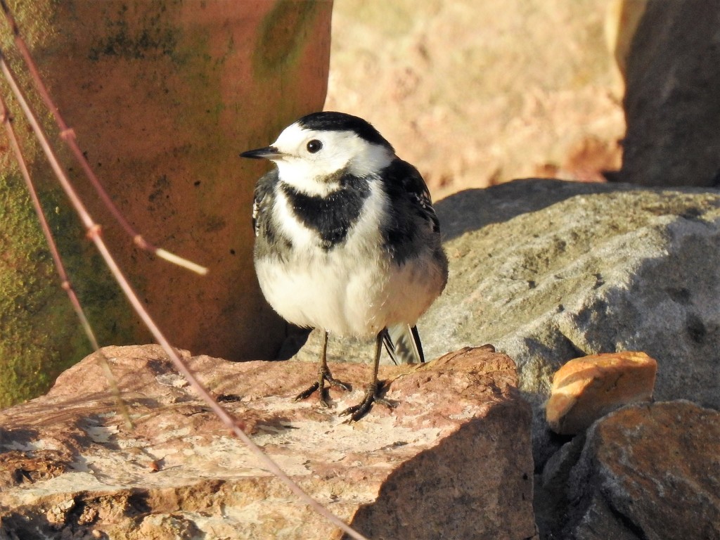 Pied Wagtail by susiemc