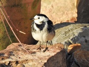 9th Jan 2019 - Pied Wagtail