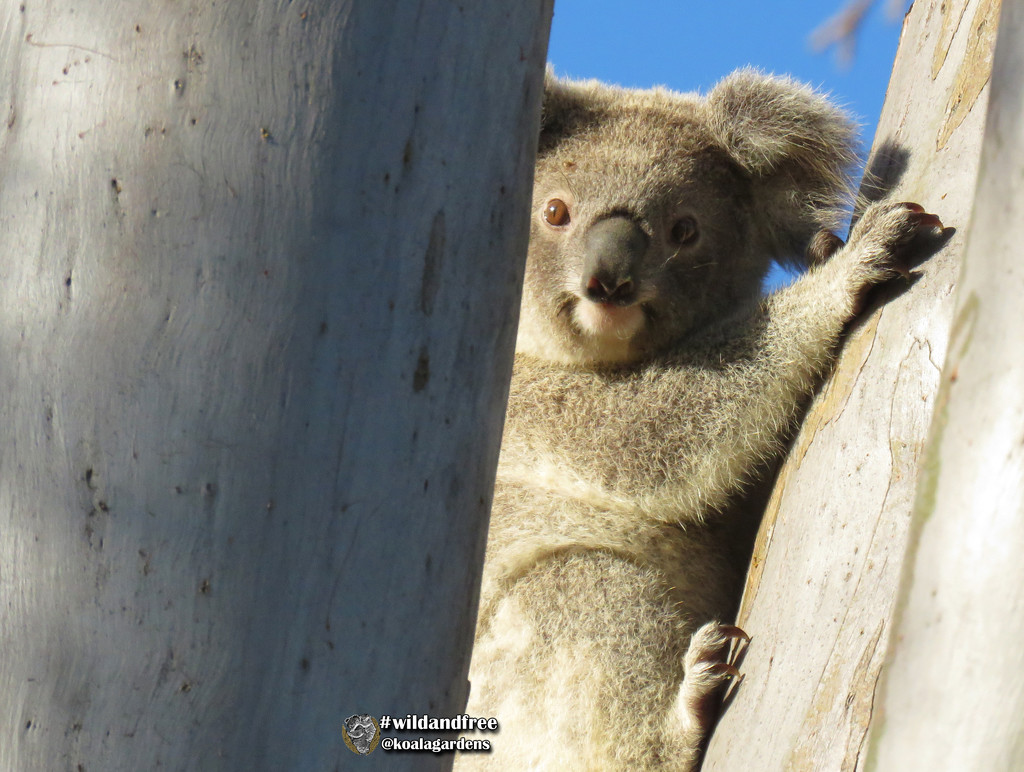 I spy ... by koalagardens