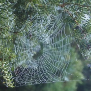 10th Jan 2019 - Dew covered web