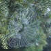 Dew covered web by Dawn