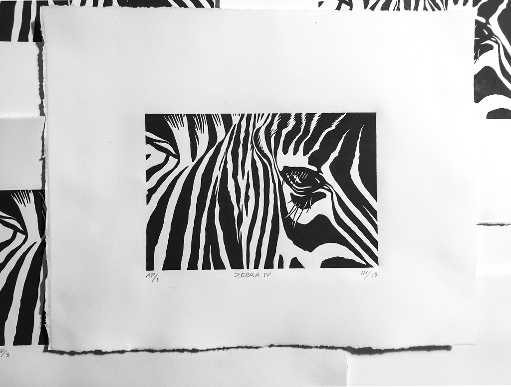 Zebra IV by imnorman