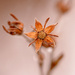 Little dried flower! by fayefaye