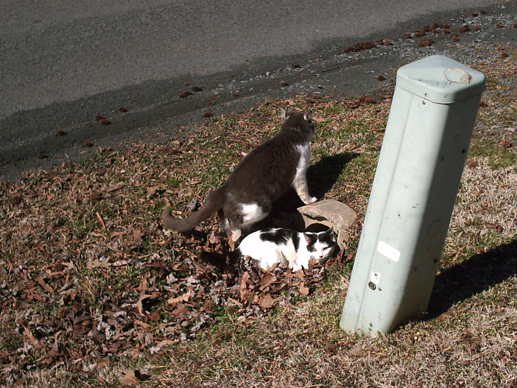 Two cats in front yard by sfeldphotos