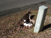 14th Feb 2010 - Two cats in front yard