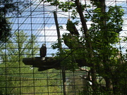 17th Apr 2010 - Eagles at Dan Nicholas Park 