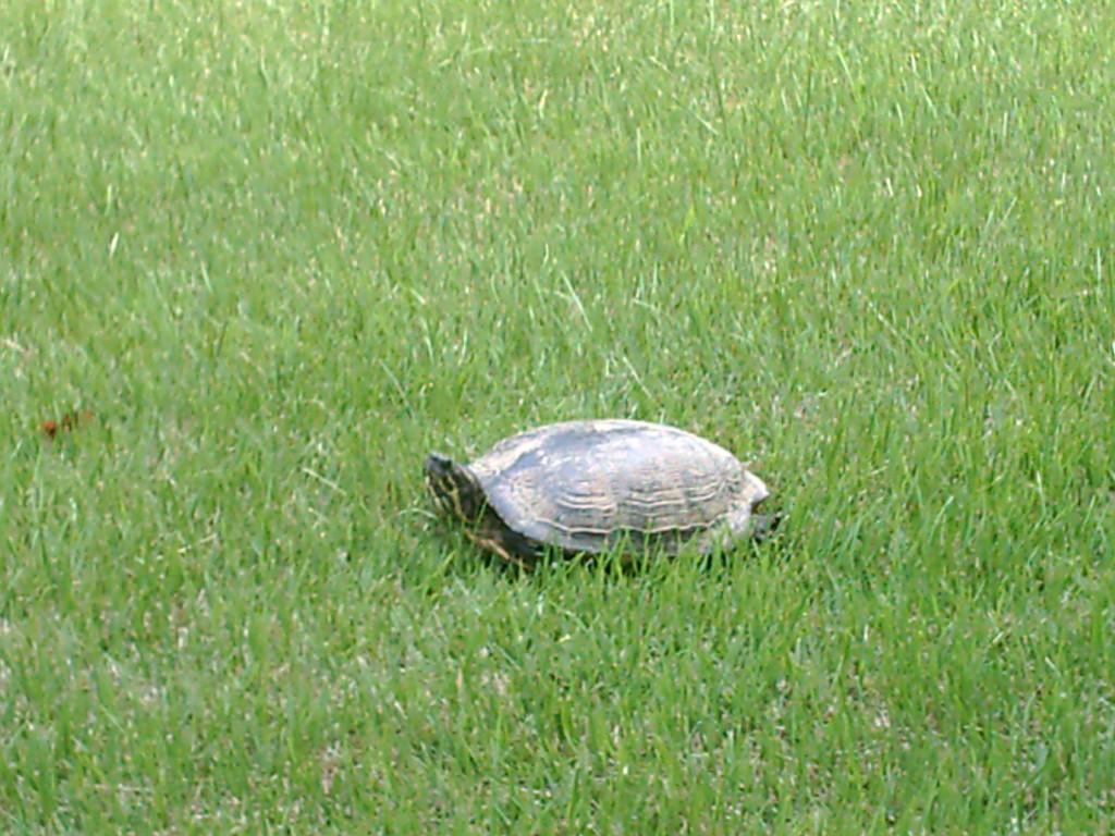 Closeup of tortoise  by sfeldphotos