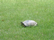 11th Jun 2010 - Closeup of tortoise 
