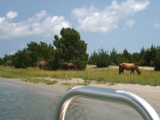 13th Aug 2010 - Horses on Carrot Island