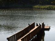 6th Sep 2010 - Birds on dock of the lake