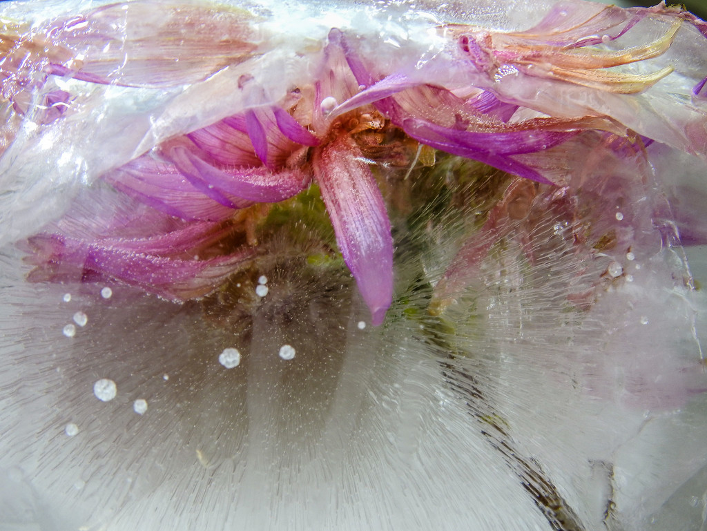 Frozen flower by jeneurell