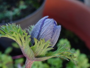 9th Jan 2019 - first anemone