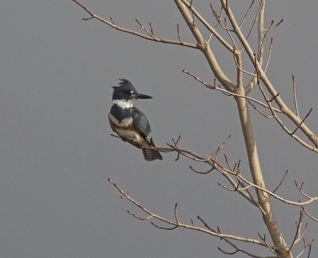 LHG_3466 beltedKingfisher by rontu