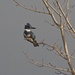 LHG_3466 beltedKingfisher by rontu