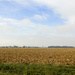 Empty Corn field by houser934